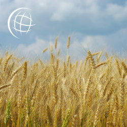 Saskatchewan Agriculture Talent Pathway